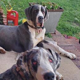 Great Danes from Newton's AKC Great Dane's