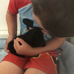 Poodle Puppies from D and D Standard Poodles