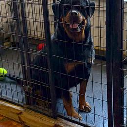 Delta - Rottweiler