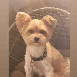 Davis - Yorkshire Terrier