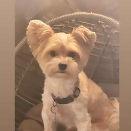 Davis - Yorkshire Terrier