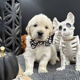 Golden Retriever Puppies from Arden Hill Goldens