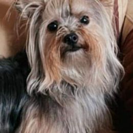Milán - Yorkshire Terrier
