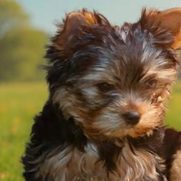 Yorkshire Terriers from StarBornYorkies