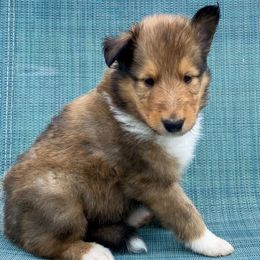 Pua - Sable male Collie puppy in St Augustine, Florida from Saltwater Collies LLC