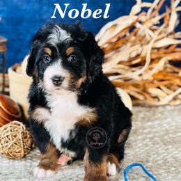 Noble - blue boy - Tri-color male Bernedoodle puppy in Waukesha, Wisconsin from Bernedoodle Boutique (and Cavapoos)