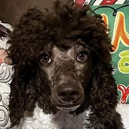 Mollie - Poodle