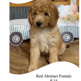 Red abstract female - Red female Bernedoodle puppy in Clarksville, Iowa from Iowa Heartland Doodles