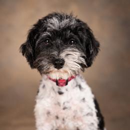 Orange - Parti male Schnoodle puppy in Caldwell, Idaho from Boise Doodle Co.