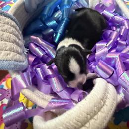 Sinatra - Black and tan male Chihuahua puppy in Seneca, Missouri from Stephanie’s Puppy Colony