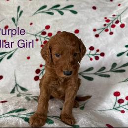 Purple Collar Girl - Red  female Goldendoodle puppy in Pasadena, Texas from Knightsbane Standard Poodles