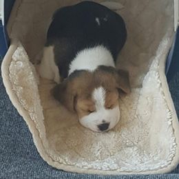 Beagle Puppies from Alpenglow Beagles