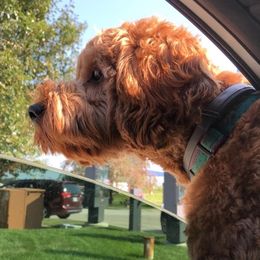 Cavapoos and Havapoos from Henry's Cavapoos