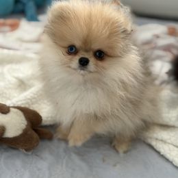 Dash - Orange sable male Pomeranian puppy in Newport Beach, California from Exotic City Pomeranians and chihuahuas