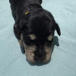 Boy 1 - Black and silver male Miniature Schnauzer puppy in Miami, Florida from AKC Puppies 2 Love