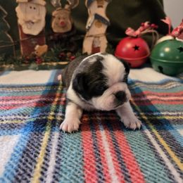 Boy 3 - Brindle male Pug puppy in Auburn, Kentucky from Prentice Family Pugs, Bugs & Corgis