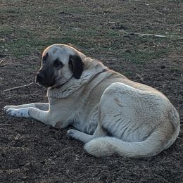 Kangal puppies from Black Locust Katahdins