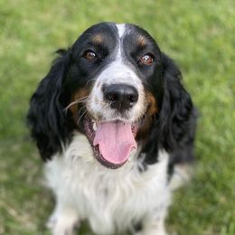 Lucy - English Springer Spaniel