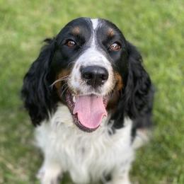 Lucy - English Springer Spaniel