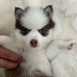 Brandi - Chocolate female Pomsky puppy in Mount Sterling, Kentucky from SnowBears Pomsky Ranch