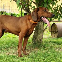 Ben - Redbone Coonhound