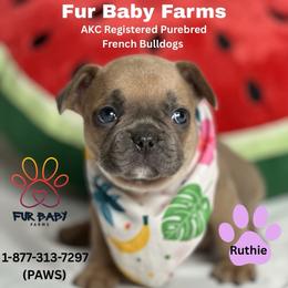 Phyllis - Blue fawn female French Bulldog puppy in Michigan from Fur Baby Farms