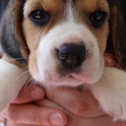 Beagles, Poodles, and Portuguese Podengo Pequenos from DK's Pups