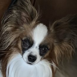 Nugget - Papillon