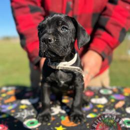 Valeria (White collar) - Black female Cane Corso puppy in Stilwell, Oklahoma from Killing Joke Kennels