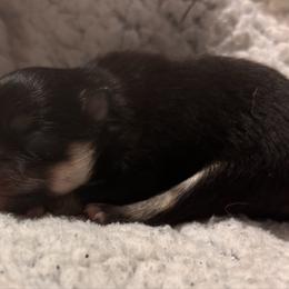 Female - Black and tan female Pomeranian puppy in Fayetteville, North Carolina from Tar-heel Poms