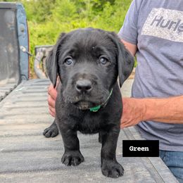 Labrador Retriever Puppies from Linderman Labs