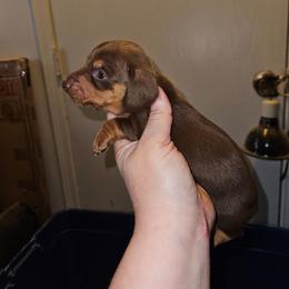 Girl 3 - Chocolate and tan female Dachshund puppy in Lansing, Michigan from Black Thunder 517 Cane Corso and Dachshunds and frenchies