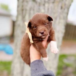 Virea - Chocolate female Pomsky puppy in Cleveland, Ohio from Lake Point Pomskies