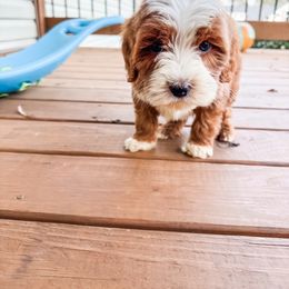 Joy - Red  female Goldendoodle puppy in Belton, South Carolina from Poodley Doodley Doo