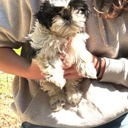 Black-White 2 - Black and white male Shih Tzu puppy in Stafford, Virginia from Smore's Shih Tzus