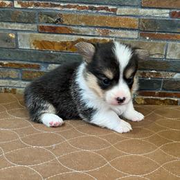 Girl 3 - Black and tan female Pembroke Welsh Corgi puppy in Visalia, California from VIP Stables