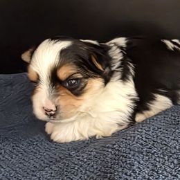 Boy 1 - Parti male Yorkshire Terrier puppy in White Pigeon, Michigan from Kathys Yorkie and Shih-tzu Cuties