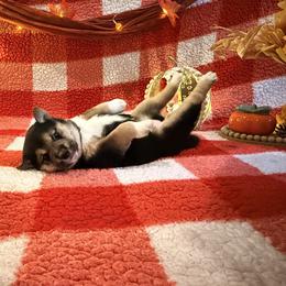Monaka - Black and tan female Shiba Inu puppy in Meridian, Idaho from Anko Shibas