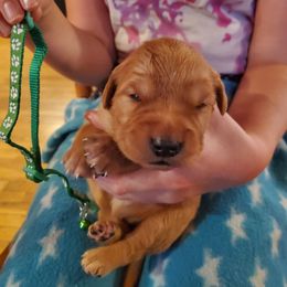 Green - Dark golden male Golden Retriever puppy in Lanesboro, Minnesota from Eagle Ridge Golden Retrievers