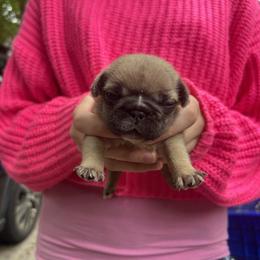 Data - Fawn male French Bulldog puppy in Rhode Island from Hope Valley Hounds