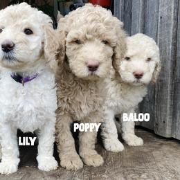 Labradoodle puppies from Bigfoot Doodles