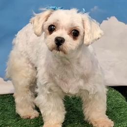 CeCe - Maltese