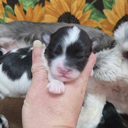 Tri spotted boy - Black and white male Havanese puppy in Vinita, Oklahoma from Locust Creek Shih Tzu & Havanese