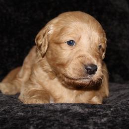 Guss - Red  male Goldendoodle puppy in Yukon, Oklahoma from Silver Barn Doodles