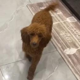 Chunky - Poodle