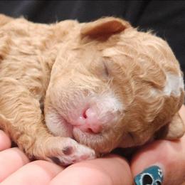 Truffles - Apricot male Cavapoo puppy in Glendale, Arizona from Cool Cavapoos