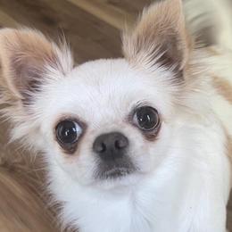 Tannis - Chihuahua