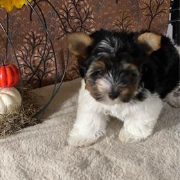 Koda  2650 AKC - Black tan and white male Biewer Terrier puppy in Douglas, Georgia from Heartland small breeds