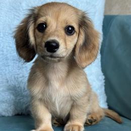 Moose AKC 4000.00 - Dapple male Dachshund puppy in Krum, Texas from Tired Chef Dachshunds