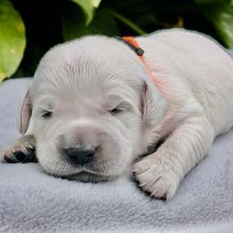 Marley - Light golden male Golden Retriever puppy in Walnut Grove, Missouri from Forever Your Puppies